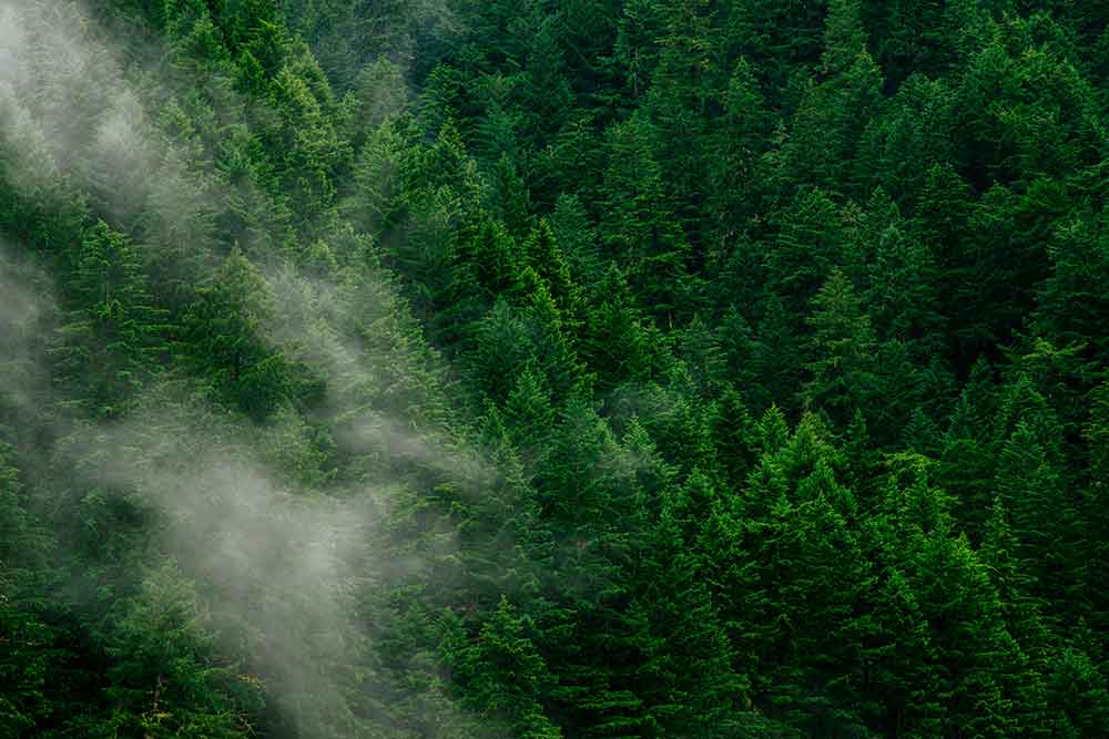 Environment